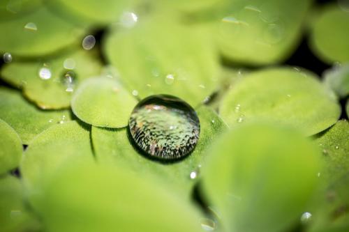 a drop of water sitting on a green leaf at Sombra e Água Fresca Floresta in Pipa