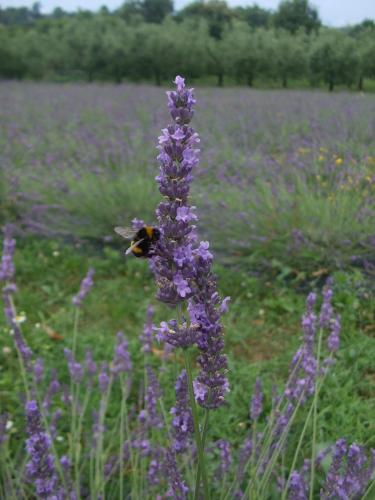 Fotografie z fotogalerie ubytování Agriturismo Cascina Rossano v destinaci Provaglio d'Iseo