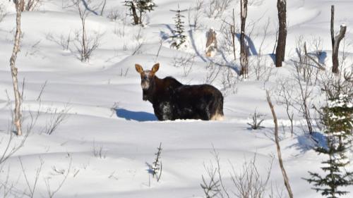 a bull standing in a snow covered field at Les 3 Cavaliers - Les Chalets Spa Canada in La Malbaie