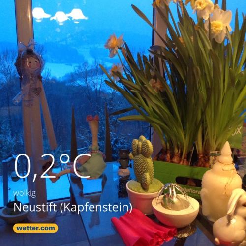 a display of cacti and plants in a window at Gästeapartement Schlossblick in Kapfenstein
