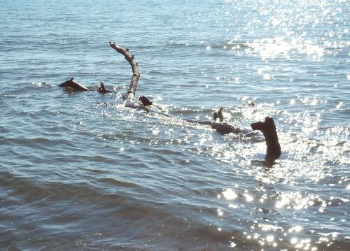 a group of people swimming in the water at B&B Pierilu' in Grosseto