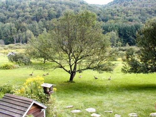 a tree in the middle of a field with ducks at Mountain Valley Retreat in Killington