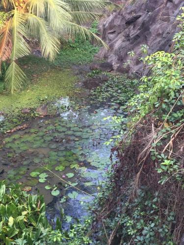 a stream of water with lily pads in a forest at US Motel Colombo in Homagama
