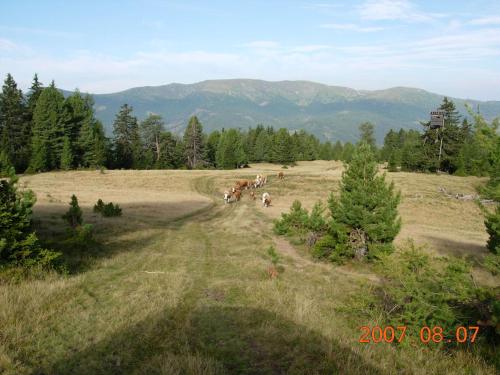 a group of horses in a field in the mountains at Da Bräuhauser in Stadl an der Mur