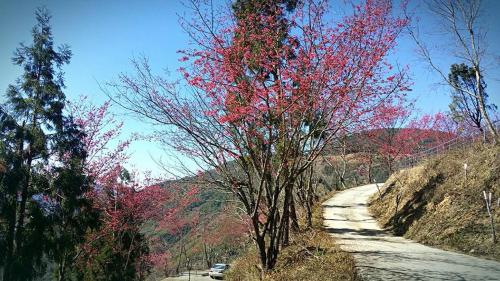 a tree with red leaves on a dirt road at The fairy land - Lala Mountain in Fuxing