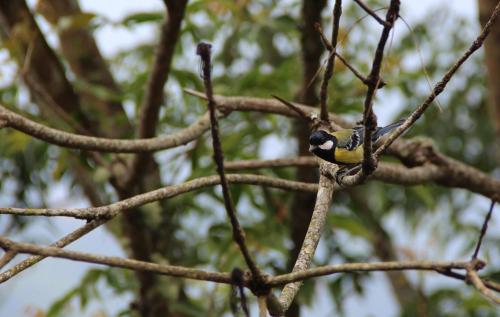 a bird perched on a branch of a tree at The fairy land - Lala Mountain in Fuxing