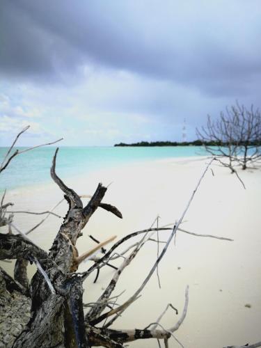 a tree on the beach with an island in the background at Evila Inn - Thoddoo in Thoddoo
