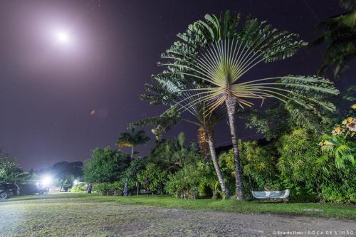 a palm tree in a park at night at Roça São João dos Angolares in Santa Cruz
