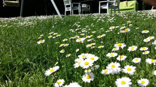 a field of white flowers in the grass at La Casa di Linda in Mirano
