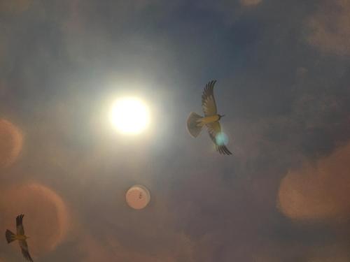 two birds flying in the sky with the sun in the background at Budget Inn LAX-Lawndale in Lawndale
