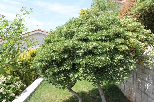 a small tree in a yard next to a fence at Apartments Mareblu in Rabac