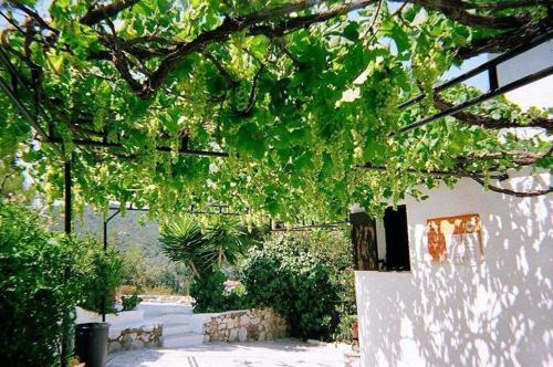 Gallery image of Villa Elpiniki in Troulos