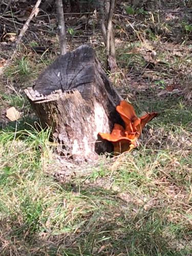 a pile of leaves on top of a log in the grass at Fishers Of Men Ranch Home in Marble Falls