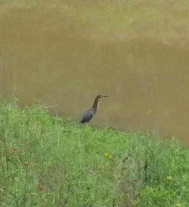 a bird standing on top of a grassy hill at Fishers Of Men Ranch Home in Marble Falls