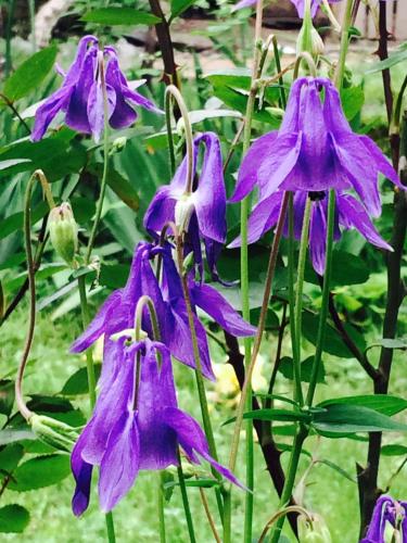 a group of purple flowers on a plant at Green House in Lagodekhi