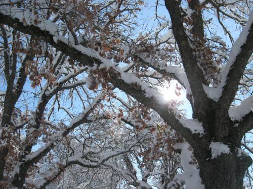 a tree with snow on the branches at Fattoria Sos Astores in Fonni