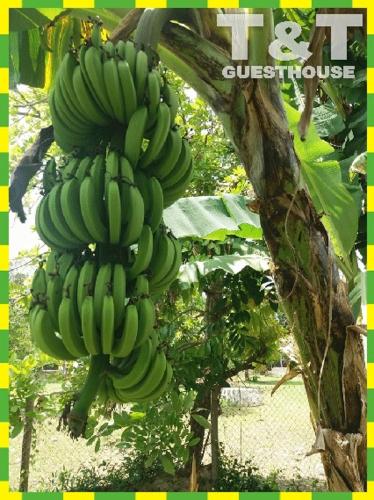 a bunch of green bananas hanging from a tree at T&T - Tatty and Tony Guesthouse in Negril