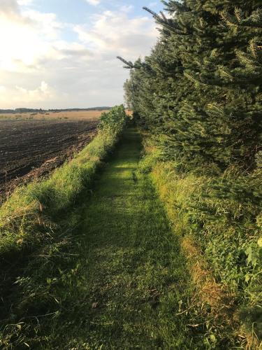a row of christmas trees in a field at Peeneurlaub in Lassan