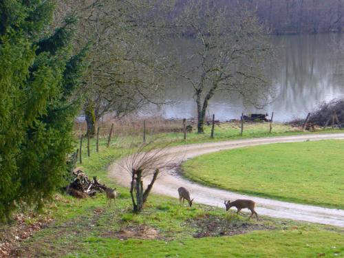 a group of animals walking down a dirt road at Château de Villeron in Savigny-en-Revermont