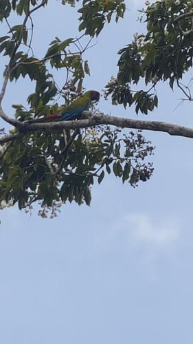 a bird is sitting on a tree branch at Boca Tapada Lodge in Boca Tapada