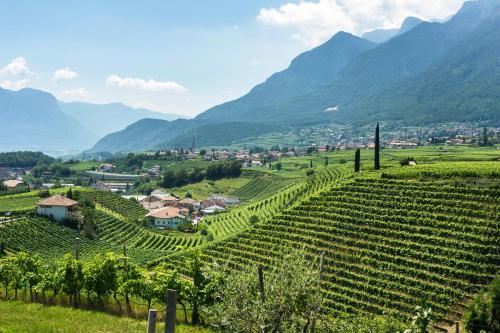 a view of a vineyard with mountains in the background at Biobauernhof St. Quirinus in Caldaro
