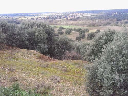 a view of a hill with trees and bushes at Posada La Reja in Malpica