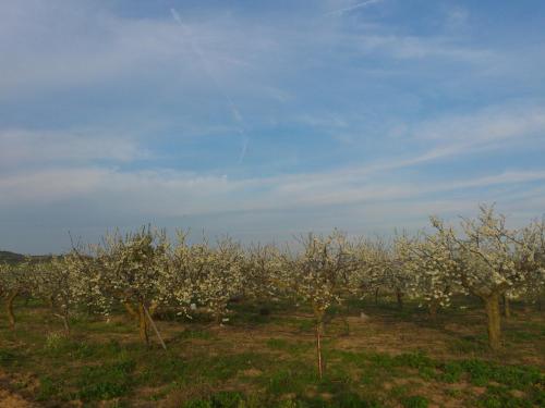 a row of apple trees with white flowers on them at Posada La Reja in Malpica