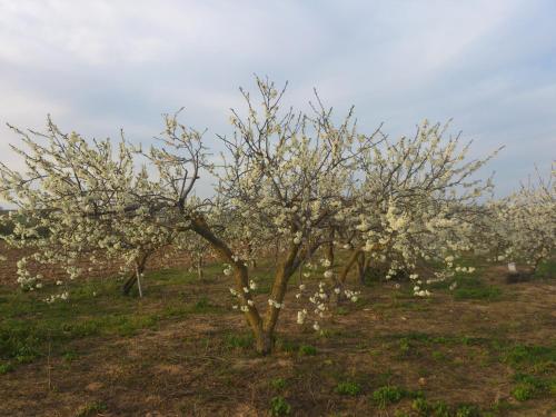 a tree with white flowers on it in a field at Posada La Reja in Malpica