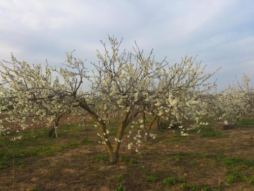 a tree with white flowers on it in a field at Posada La Reja in Malpica