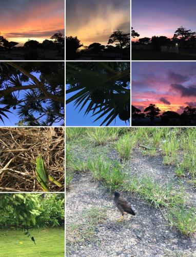 a bird standing in the grass at sunset at Summer Homestay in Kenting