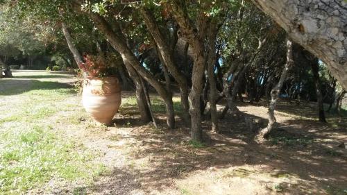 Κήπος έξω από το Villa Feia
