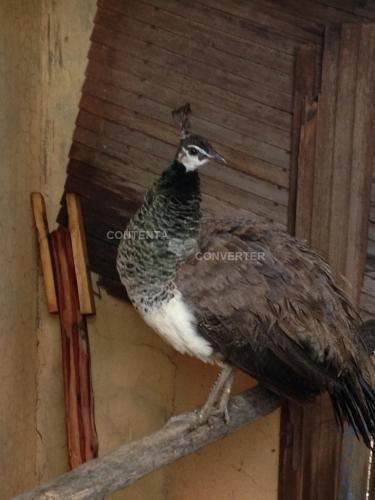 a bird is standing on a branch at Ferme D"Hote Lala Fatima in Aïn Leuh
