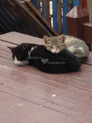 two cats laying next to each other on a deck at Ferme D"Hote Lala Fatima in Aïn Leuh