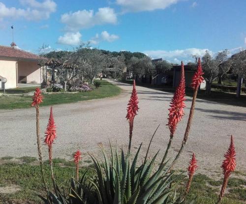 a bunch of red flowers in the middle of a street at Agriturismo Sa Ruda in Càbras
