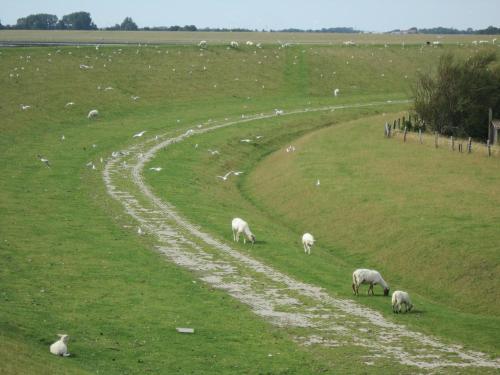 a herd of sheep grazing in a field at Hotel Möllner Hof in Welt