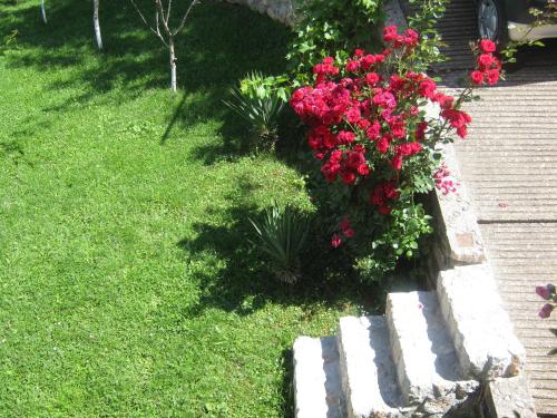 a bunch of red flowers in a garden at Risto's Guest House in Ohrid