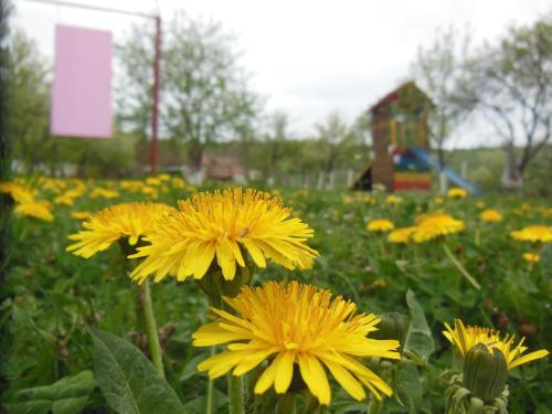 a field of yellow flowers with a sign in the background at Pension Bassen in Bazna