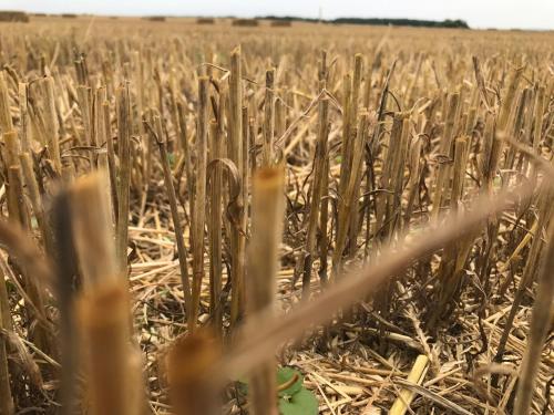 a field of wheat withgrass in the foreground at Peeneurlaub in Lassan