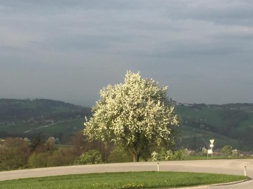 a tree on the side of a road at Ferienwohnungen Kössl in Waidhofen an der Ybbs