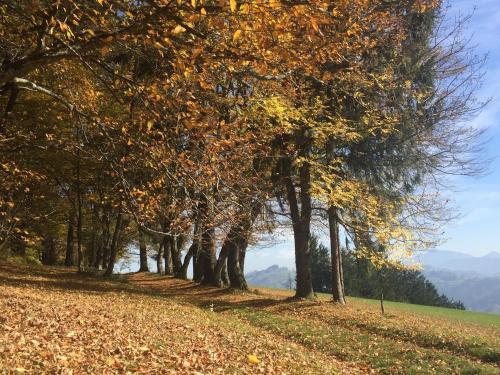 a row of trees in a field with leaves on the ground at Ferienwohnungen Kössl in Waidhofen an der Ybbs