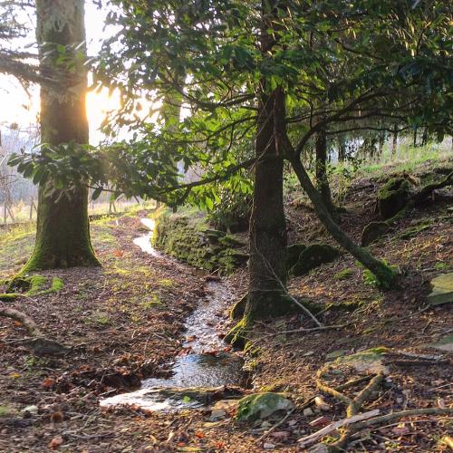 a stream in a forest with two trees at B and B Sycomore, La Bouriotte in Labastide-Rouairoux