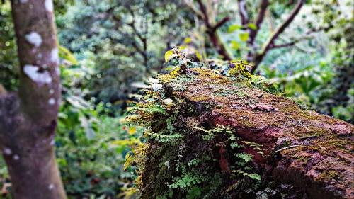 a moss covered tree stump in a forest at Akainoie in Minca