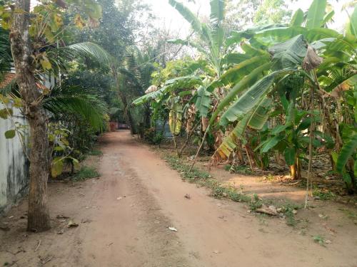 a dirt road through a banana plantation at Agape Marari in Mararikulam
