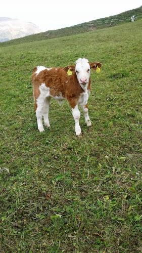 a brown and white calf standing in a field at Ferienwohnung Dienerhof in Großkirchheim