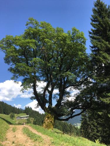 a tree on a hill with a dirt road at Gemütliche Ferienwohnung Bergwiese, 2-Raum, separates Schlafzimmer, schönen Balkon oder Terrasse, Komfort Ausstattung, ruhige Südlage, kostenfrei WLAN und schöne helle Sauna, Brötchenservice, Parkplatz, Hunde auf Anfrage, E-Tankstelle, Sonnenlage in Balderschwang