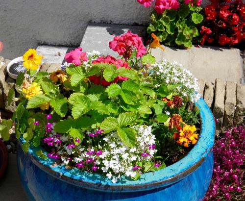 Κήπος έξω από το No12 Bed and Breakfast, St Andrews