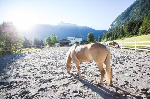 a brown horse standing in a dirt field at Ferienhaus Oetztal in Sautens