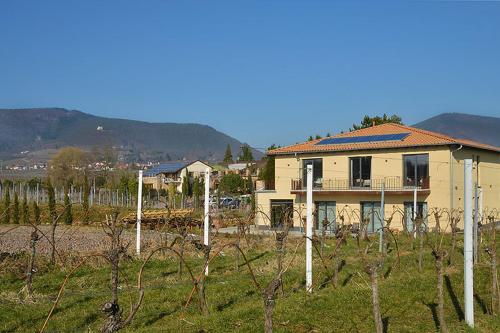 a house in a field next to a vineyard at Vinotel Dollt-Kern in Flemlingen