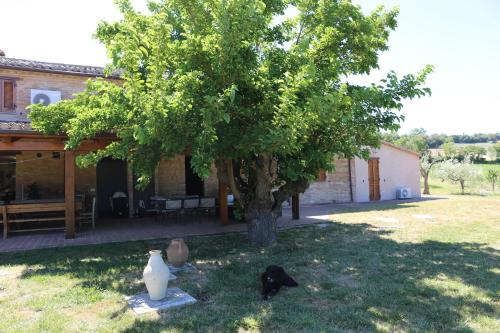 a black cat laying on the grass under a tree at Casale Talevi in Cartoceto