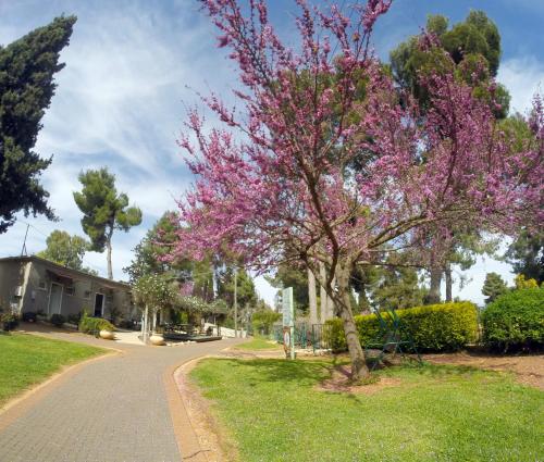 a tree with purple flowers in a park at Kibbutz Malkiya Travel Hotel in Malkiyya